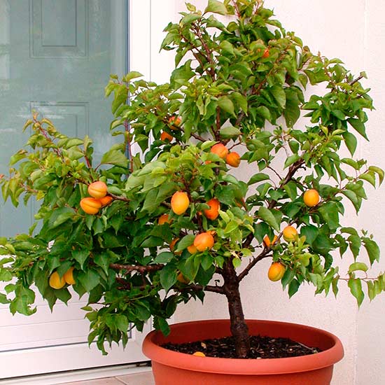 Name:  Apricot-Aprigold-fruit.jpg
Views: 1291
Size:  67.1 KB