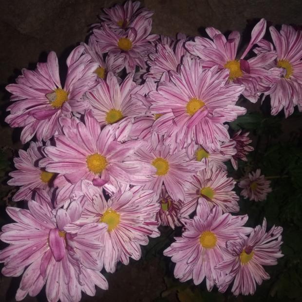 Name:  Kasmpat (Chrysanthemum) 1.jpg
Views: 656
Size:  71.0 KB