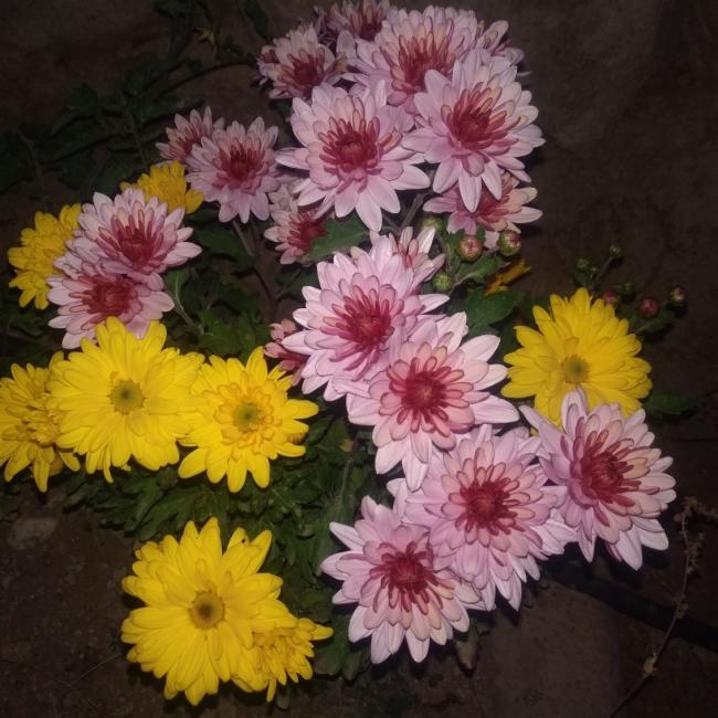 Name:  Kasmpat (Chrysanthemum) 2.jpg
Views: 675
Size:  65.2 KB