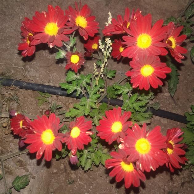 Name:  Kasmpat (Chrysanthemum) 3.jpg
Views: 644
Size:  70.6 KB