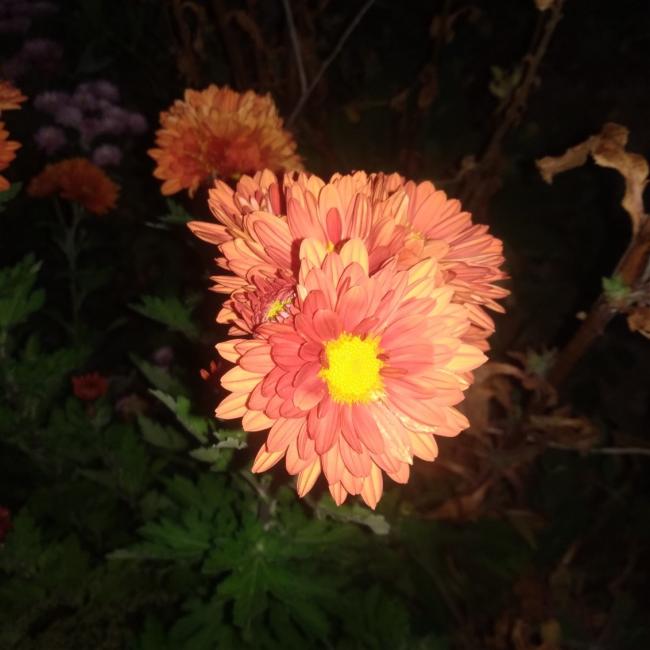 Name:  Kasmpat (Chrysanthemum) 4.jpg
Views: 679
Size:  40.8 KB