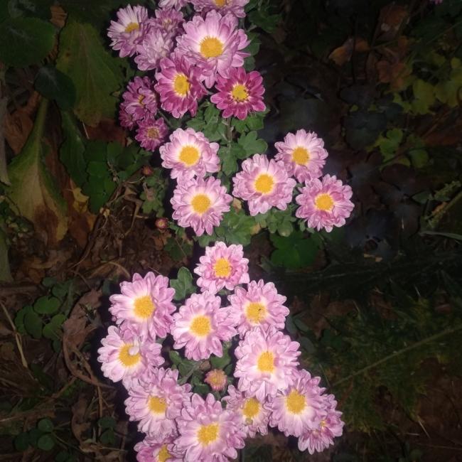 Name:  Kasmpat (Chrysanthemum) 5.jpg
Views: 648
Size:  65.7 KB