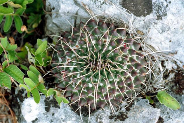 Name:  Mammillaria magnimamma (syn. M. zuccariniana) - ML 402 - Photo  Michel Lacoste 2.jpg
Views: 400
Size:  70.4 KB