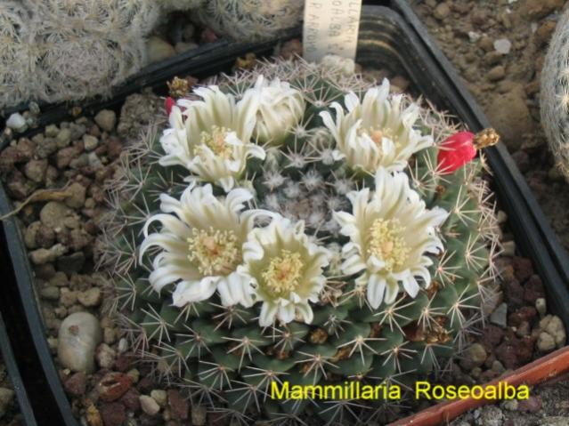 Name:  Mammillaria roseoalba - Photo  Giuseppe Ruini.jpg
Views: 543
Size:  59.9 KB