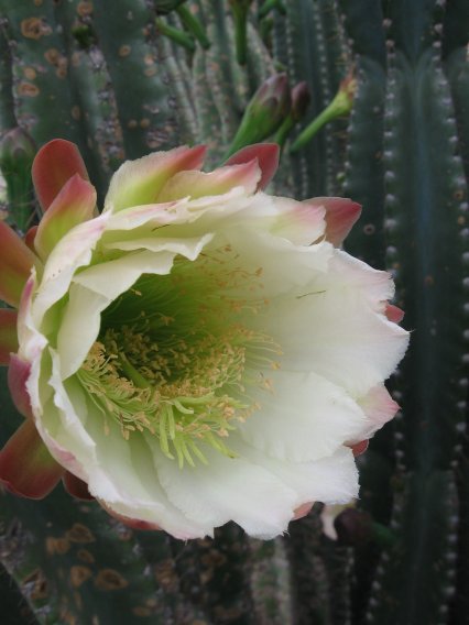 Name:  kaktus4.jpg
Views: 63056
Size:  39.1 KB