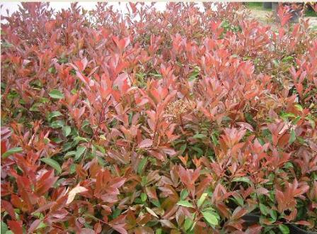 attachmentphp?attachmentid7430&ampd1172235209