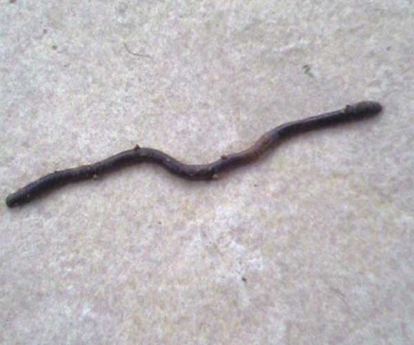 attachmentphp?attachmentid8500&ampd1174644562