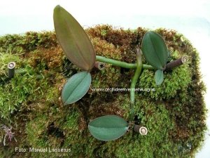 Name:  phalaenopsis.jpg
Views: 10189
Size:  24.6 KB
