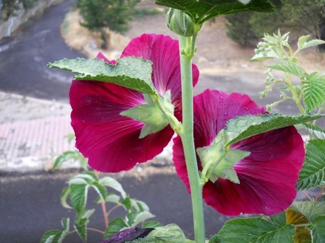 Name:  DSCN8259.jpg
Views: 4272
Size:  46.5 KB