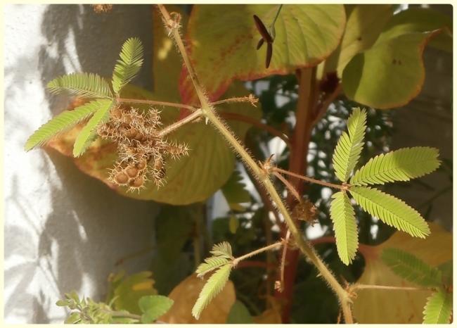 Name:  Küstüm otu (Mimosa pudica) 2.jpg
Views: 2386
Size:  43.8 KB
