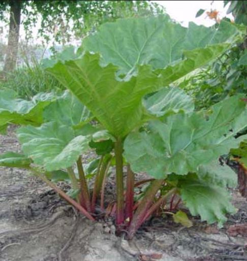 Name:  rhubarb.JPG
Views: 1435
Size:  55.1 KB