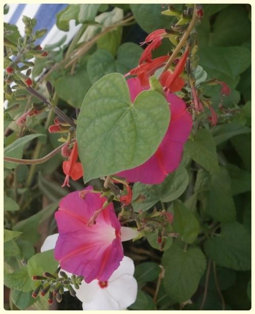 Name:  Ipomoea purpurea - Kahkaha Çiçeği, Sarmaşık.jpg
Views: 1885
Size:  40.1 KB