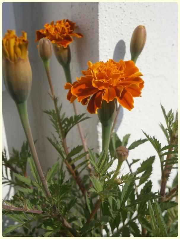 Name:  Tagetes patula - Kadife Çiçeği, Fransız Kadife Çiçeği.jpg
Views: 1572
Size:  62.2 KB
