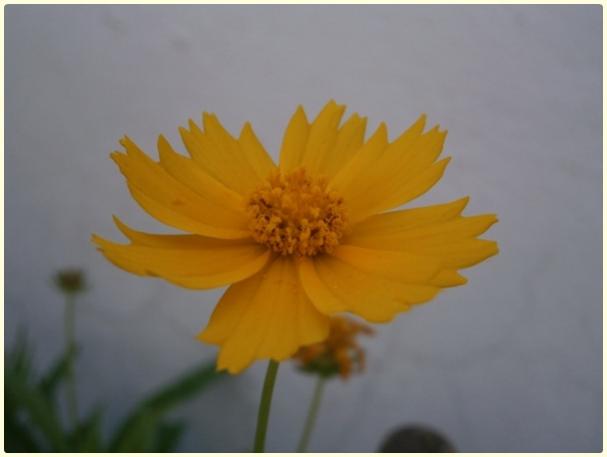 Name:  Kız Gözü (Coreopsis grandiflora).jpg
Views: 2494
Size:  18.6 KB