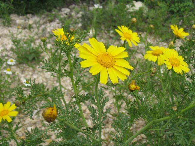 Name:  Chrysanthemum_coronarium-3.jpg
Views: 796
Size:  57.8 KB