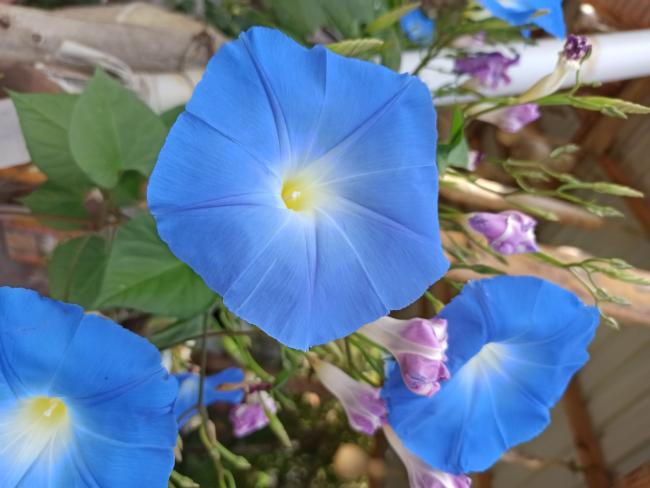 Name:  Ipomoea tricolor Heavenly Blue Morning Glory.jpg
Views: 753
Size:  37.9 KB