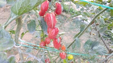 Name:  Pembe oval çeri domates.jpg
Views: 366
Size:  34.9 KB
