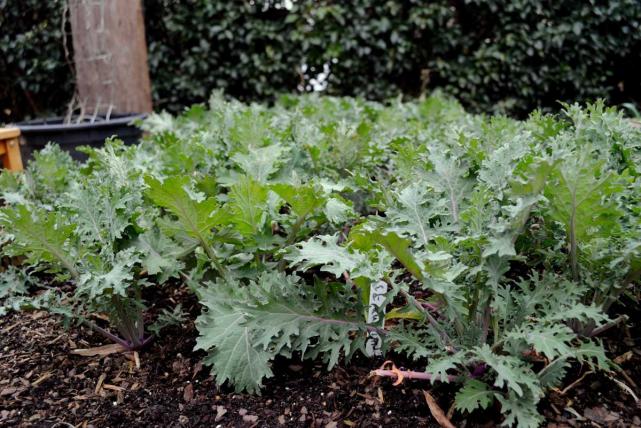 Name:  Red-Russian-Kale-in-the-Garden-Hero.jpg
Views: 383
Size:  70.1 KB