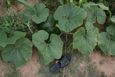 Name: karaka.jpg
Views: 645
Size: 34.2 KB