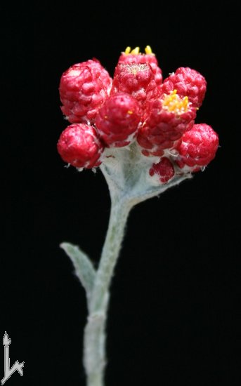 Name:  Helichrysum sanguineum1.jpg
Views: 1871
Size:  32.3 KB