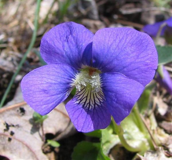 Name:  Viola odorata.jpg
Views: 19151
Size:  48.4 KB