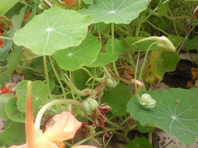 Name:  Nasturtium Seeds on Plant.jpg
Views: 2830
Size:  48.5 KB