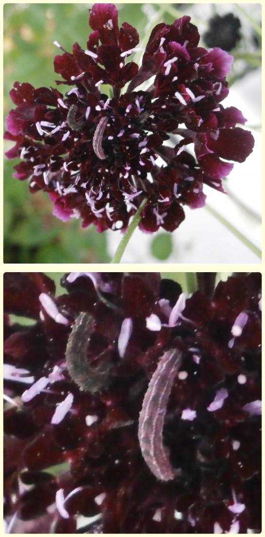Name:  Scabiosa atropurpurea-tıytıy.jpg
Views: 1860
Size:  78.8 KB