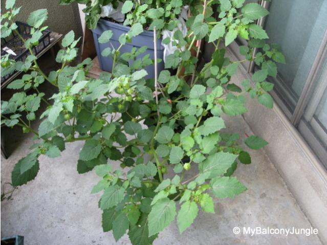 Name:  ground_cherry_plant_large.jpg
Views: 446
Size:  55.0 KB