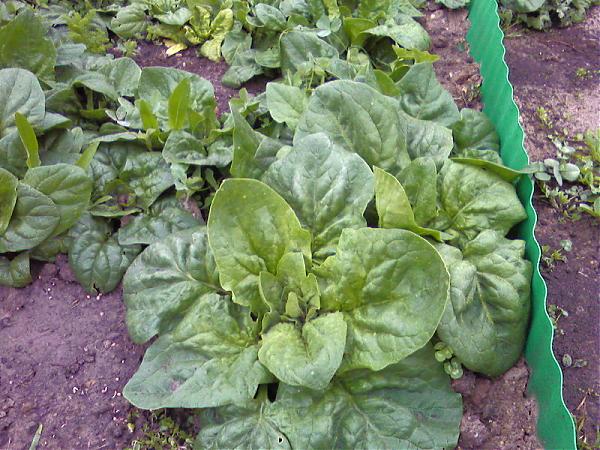 Name:  Photo-0089.jpg
Views: 28266
Size:  68.6 KB
