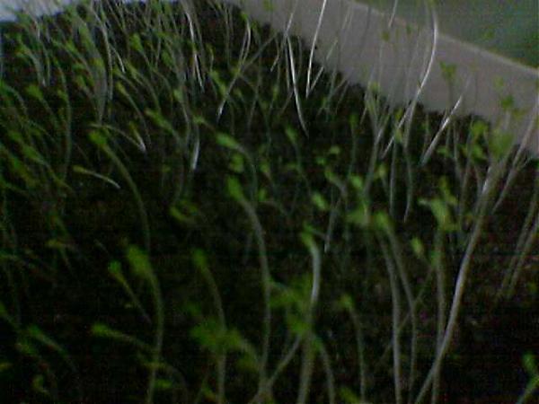 Name:  Image(169).jpg
Views: 6406
Size:  34.6 KB