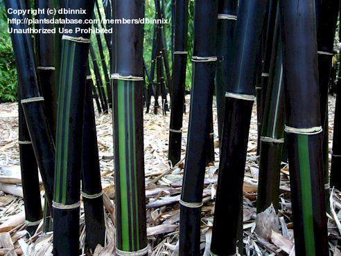 Name:  bambusa lako.jpg
Views: 1728
Size:  49.5 KB