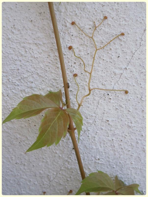 Name:  Hazan Dal (Parthenocissus quinquefolia).jpg
Views: 392
Size:  72.7 KB