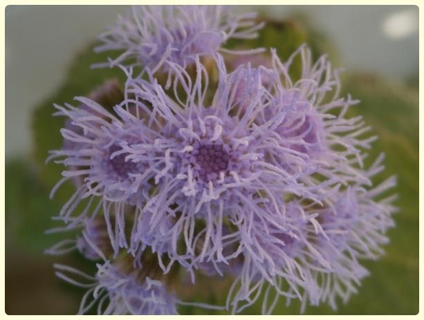 Name:  Vapurduman (Ageratum houstonianum).jpg
Views: 416
Size:  35.6 KB