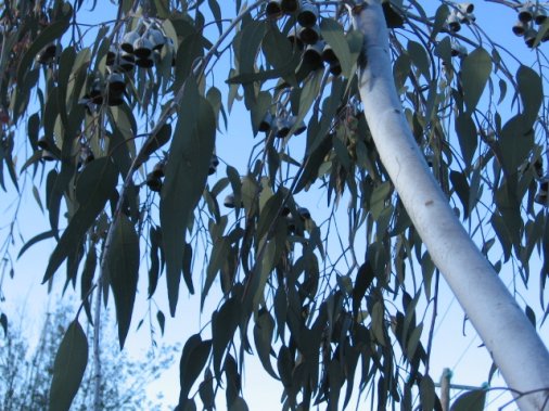 Name:  Eucalyptus caesia 008.jpg
Views: 1931
Size:  63.7 KB