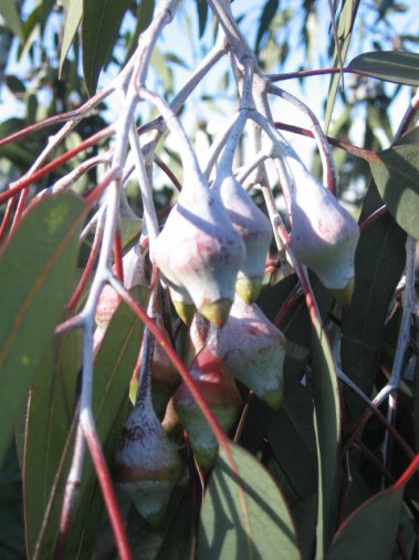 Name:  Eucalyptus caesia 009.jpg
Views: 1973
Size:  47.1 KB