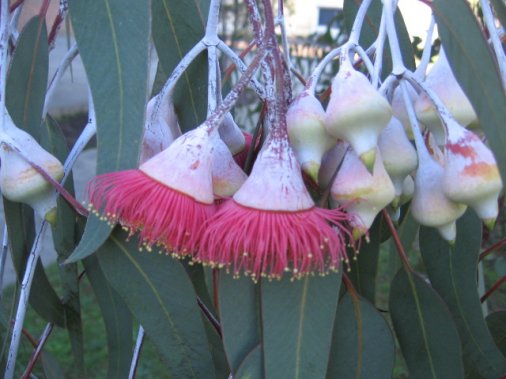 Name:  Eucalyptus caesia 002.jpg
Views: 1968
Size:  39.8 KB