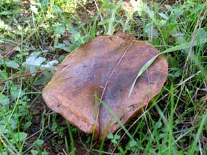 Name:  15_Kas�m 011.jpg
Views: 2371
Size:  64.7 KB