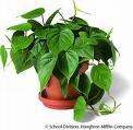 Name:  philodendron.jpg
Views: 26878
Size:  4.1 KB