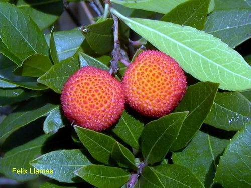 Name:  Arbutus%20unedo2.jpg
Views: 9623
Size:  42.9 KB