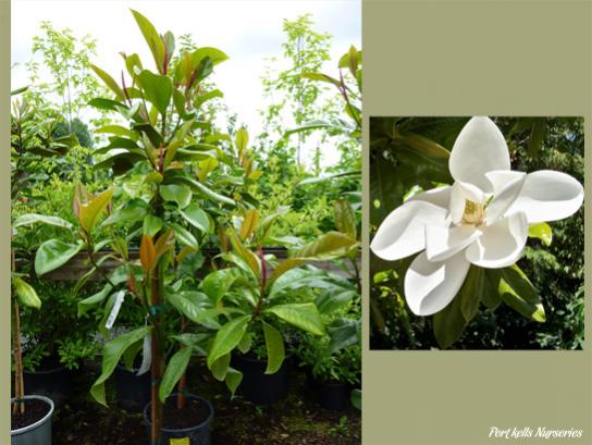 Name:  Magnolia_grandiflora_Victoria.jpg
Views: 868
Size:  43.9 KB