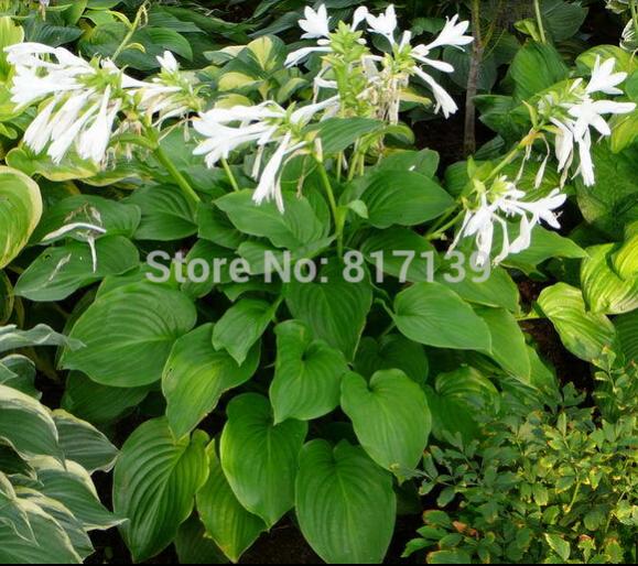 Name:  Ev-Bah-e-Tesisi-10-Tohumlar-B-y-k-Bitki-Hosta-Plantaginea-Corsiopsis-Chinensis-Herb-i.jpg
Views: 622
Size:  67.8 KB