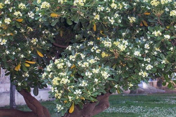 Кустарник Pittosporum Tobira