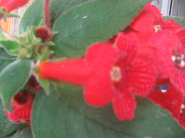Name:  IMG_0005.jpg
Views: 1471
Size:  25.6 KB