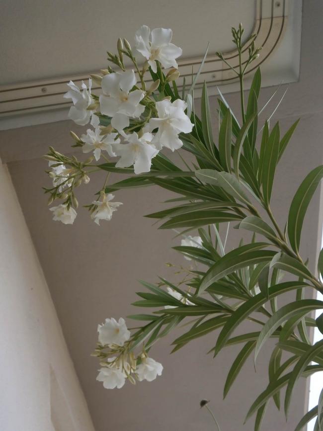 Name:  Nerium oleander - Zakkum.jpg
Views: 3132
Size:  56.3 KB