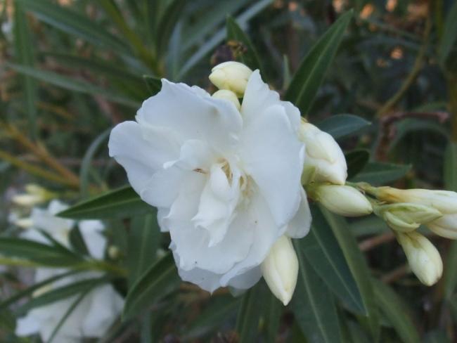 Name:  Zakkum (Nerium oleander) 2.jpg
Views: 2546
Size:  29.4 KB