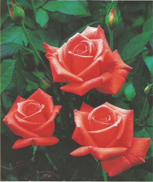 Name:  lady rose (505 x 600).jpg
Views: 1220
Size:  38.9 KB