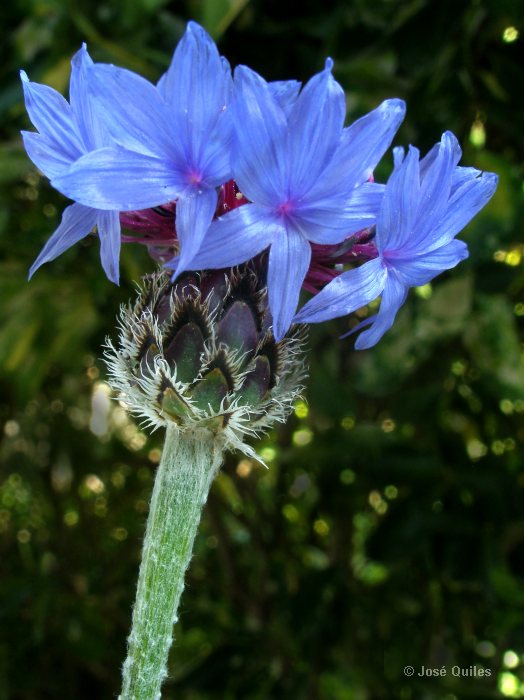 Name:  Centaurea_depressa.jpg
Views: 1381
Size:  66.0 KB
