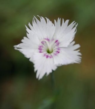 Name:  Dianthus crinitus.jpg
Views: 840
Size:  10.0 KB
