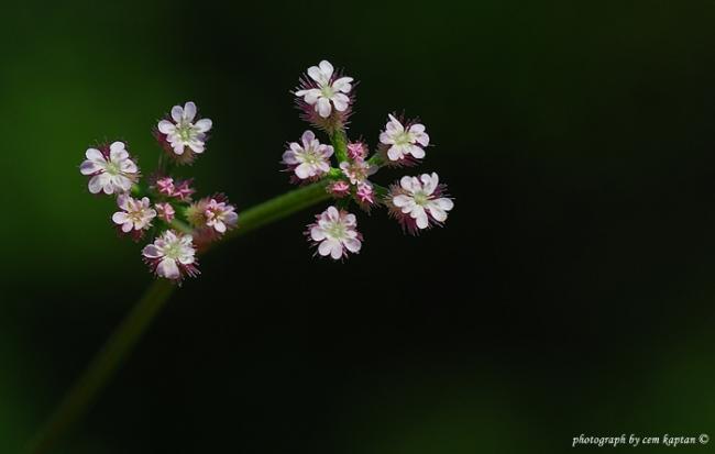 Name:  Torilis_Leptophylla-Nif-apiaceae.jpg
Views: 3258
Size:  17.0 KB