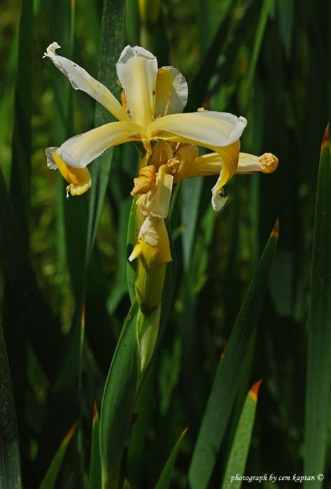 Name:  Iris Pseudacorus-eubb (3).jpg
Views: 3167
Size:  33.5 KB